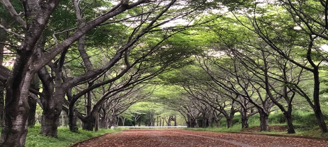一般財団法人 静岡県サッカー協会東部支部　Webサイト